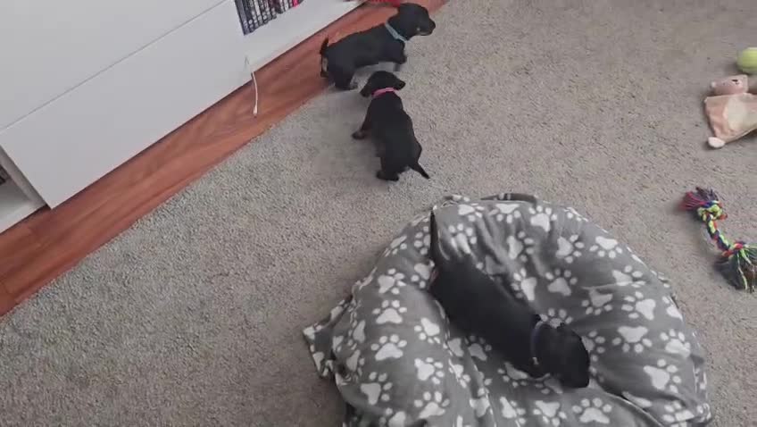 Dachshund dogs for sale: READY TO LEAVE 1 Dachsund Puppy (1 Girl) - Video 1