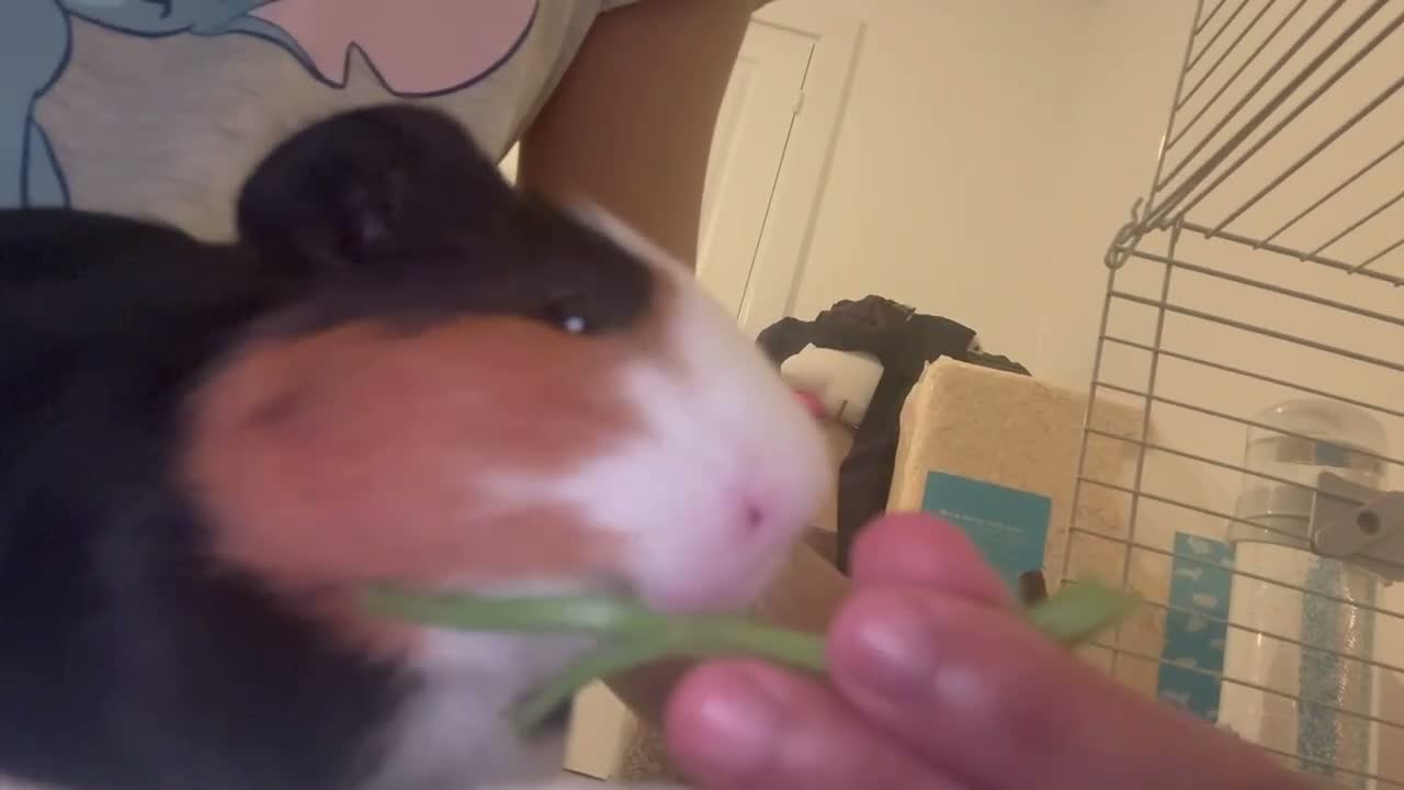 Guinea Pig rodents for sale: guinea pig in Birmingham - Video 1