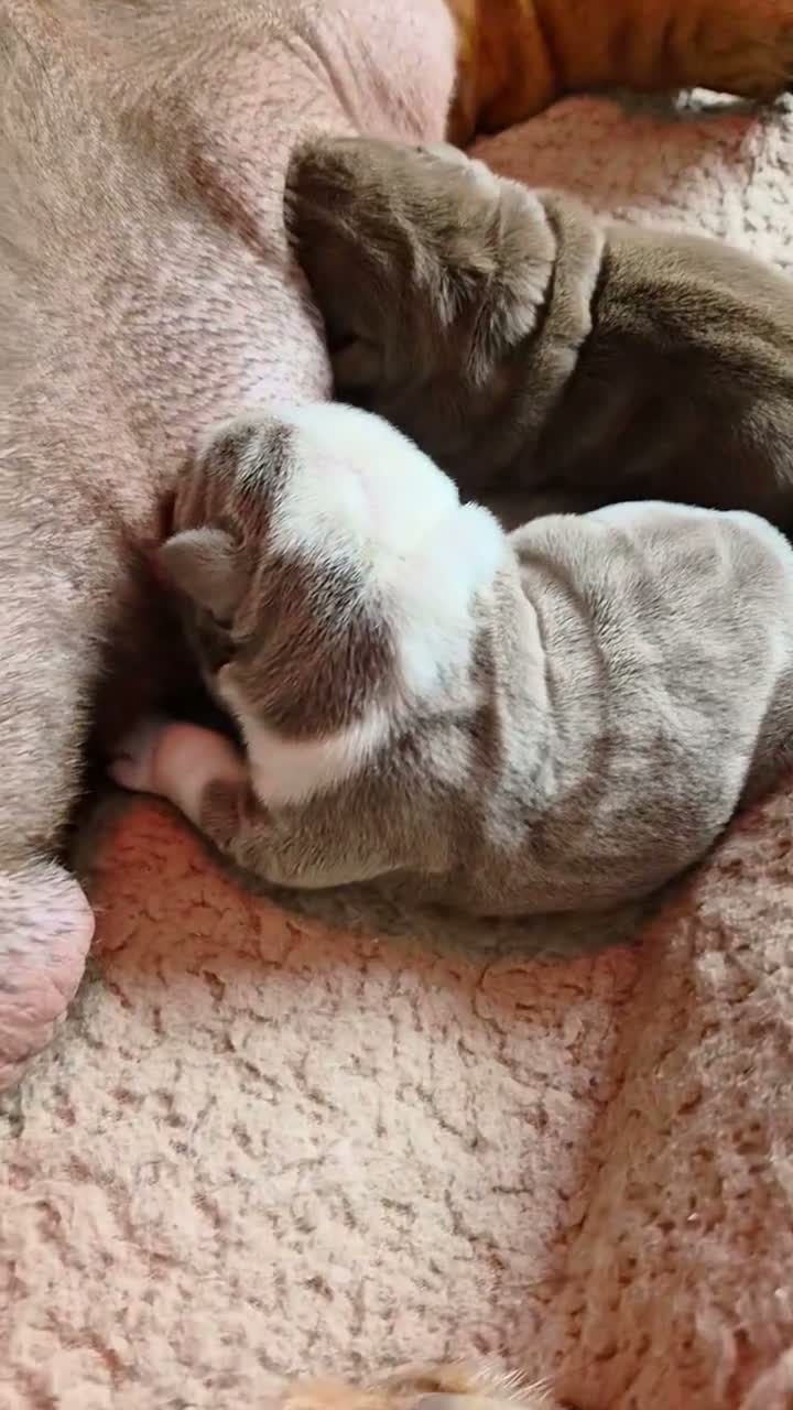 English Bulldog dogs for sale: ⭐️⭐️⭐️2 OUTSTANDING FEMALES⭐️⭐️⭐️ - Video 2