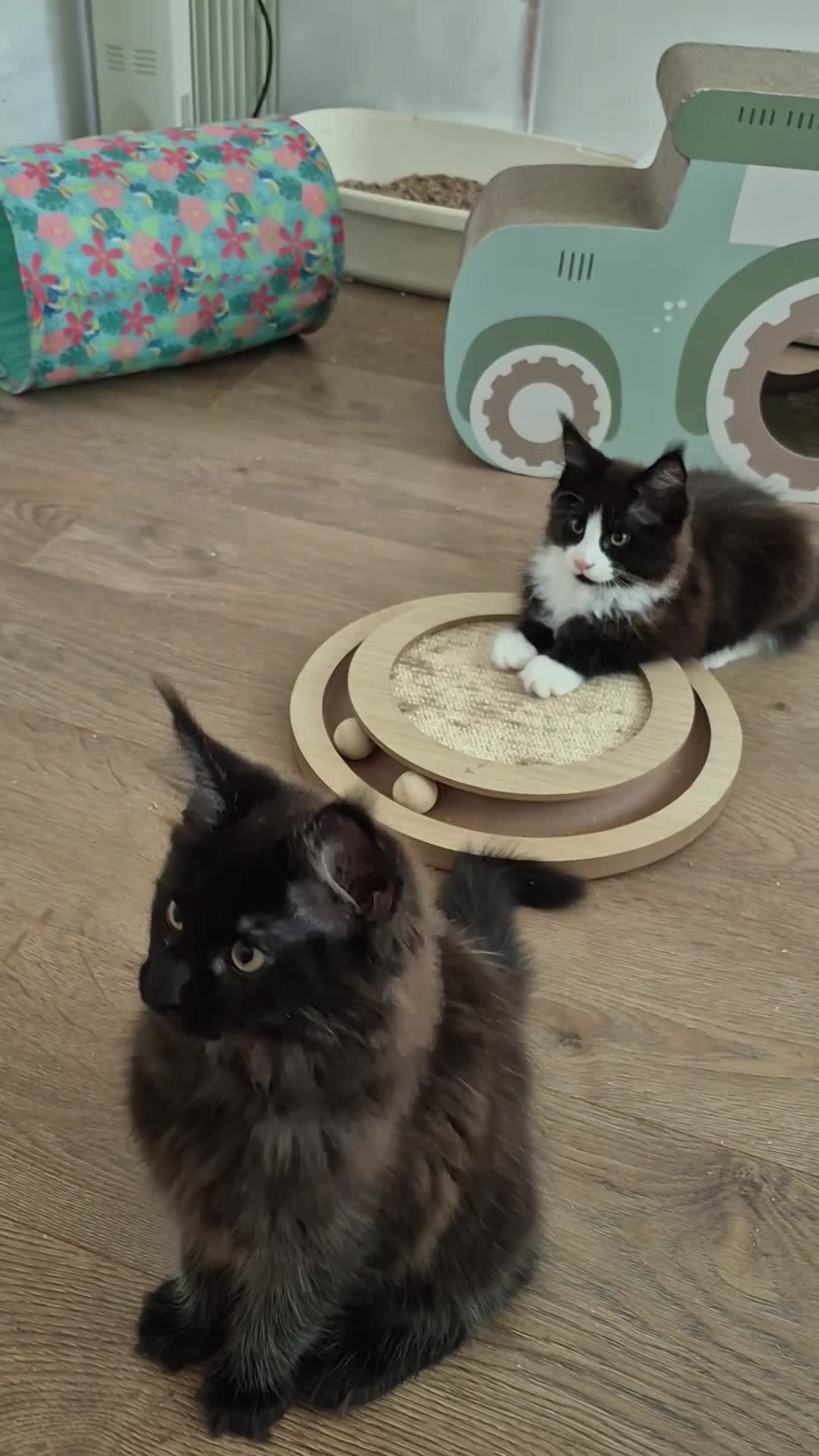 Maine Coon cats for sale: XL maine coon kittens GCCF  - Video 3
