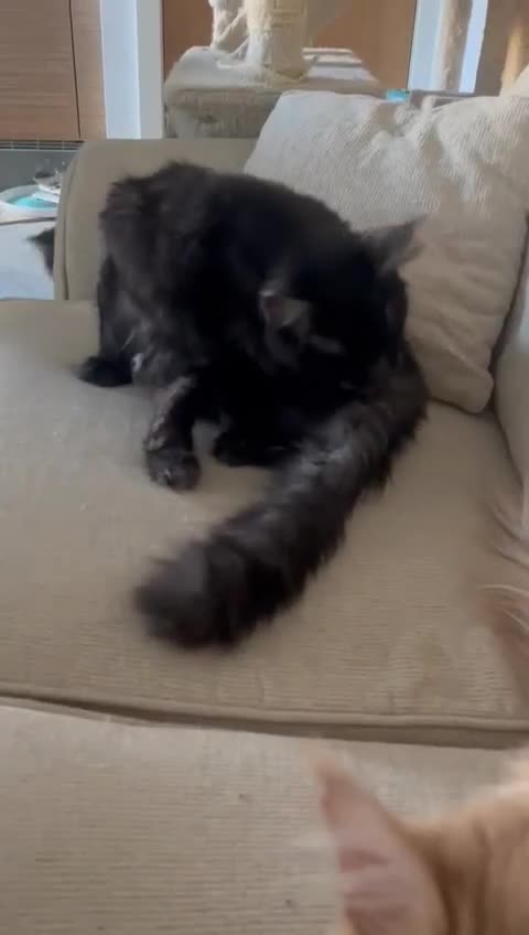 Maine Coon cats for sale: Beautiful Full breed Maine Coon GCCF - Video 3