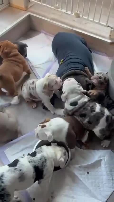 English Bulldog dogs for sale: Exceptional English Bulldog Puppies in Bournemouth - Video 1