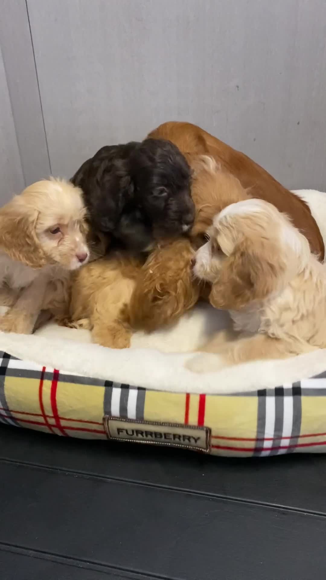 Cockapoo dogs for sale: AMAZING STUNNING F1 SHOW TYPE COCKAPOO  - Video 3