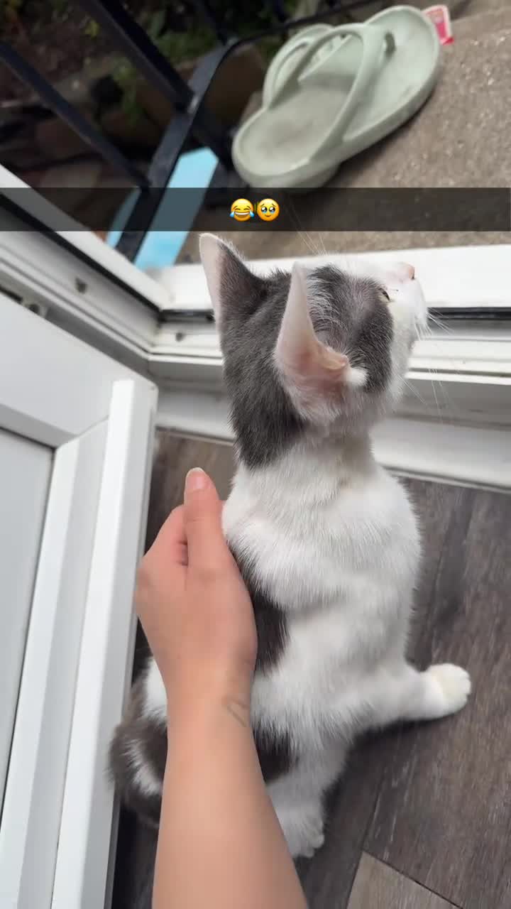 Mixed Breed cats for sale: Beautiful cat for rehoming - Video 1