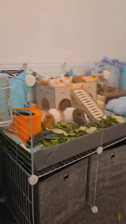 Guinea Pig rodents for sale: Duke & Patrick  in Caldicot - Video 3