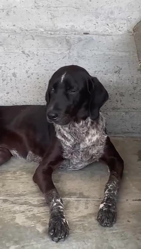 Pointer dogs for adoption: Rhea, 8 months approx. Available for adoption. - Video 1
