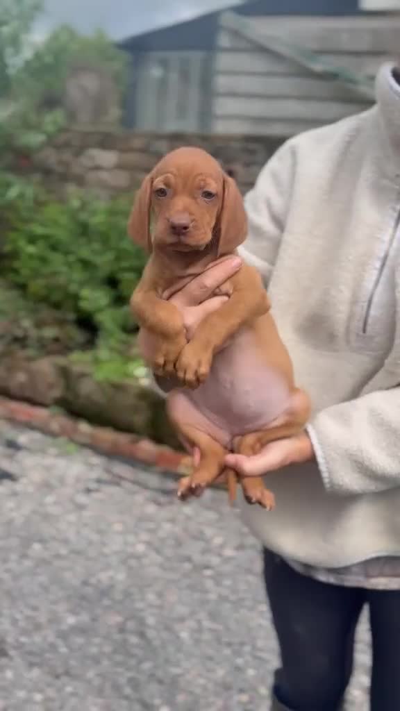 Hungarian Vizsla dogs for sale: Smooth haired Hungarian vizsla puppies  - Video 1