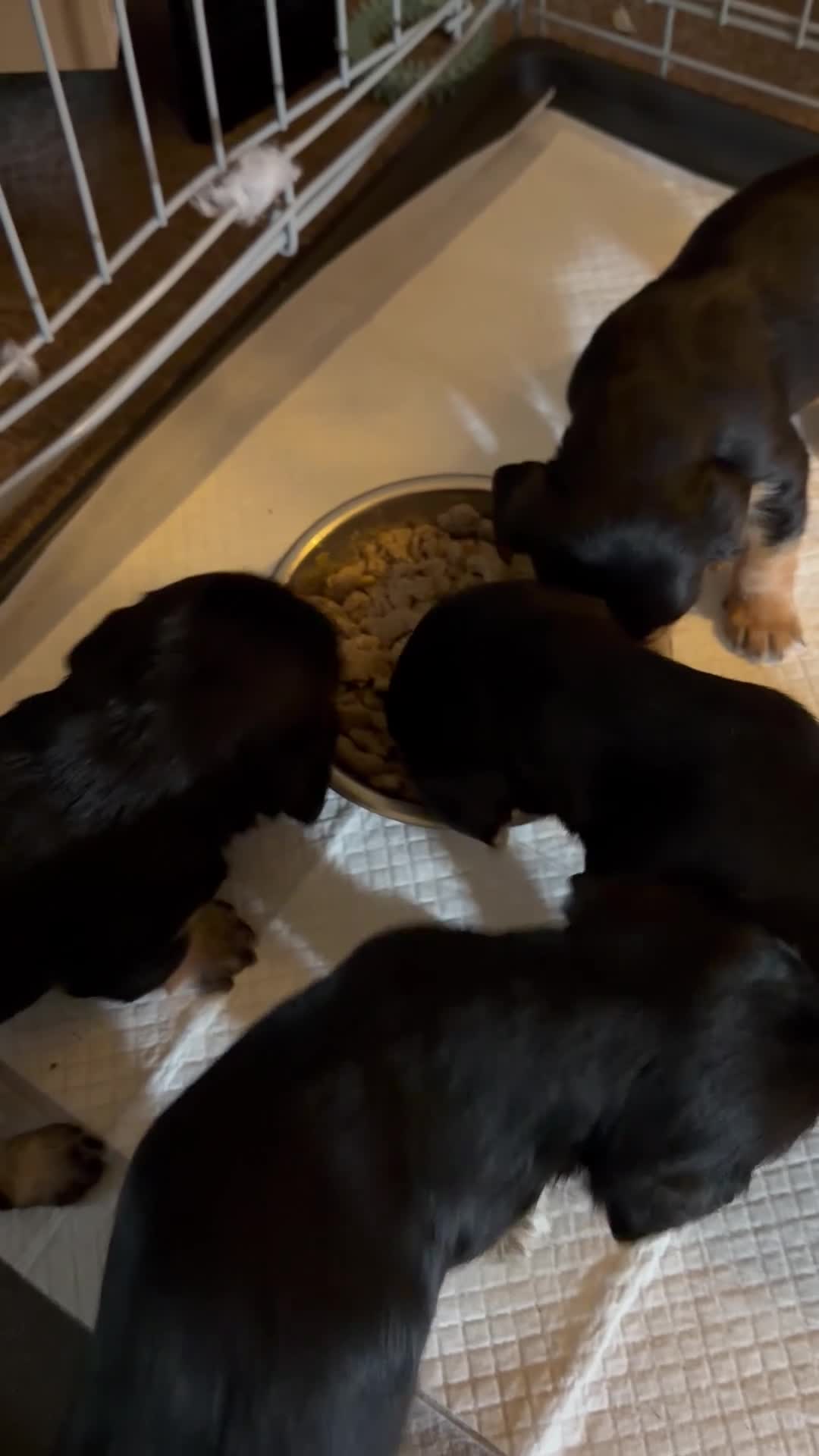 Mixed Breed dogs for sale: 3 cavapoochon x Jorkie pups - Video 1