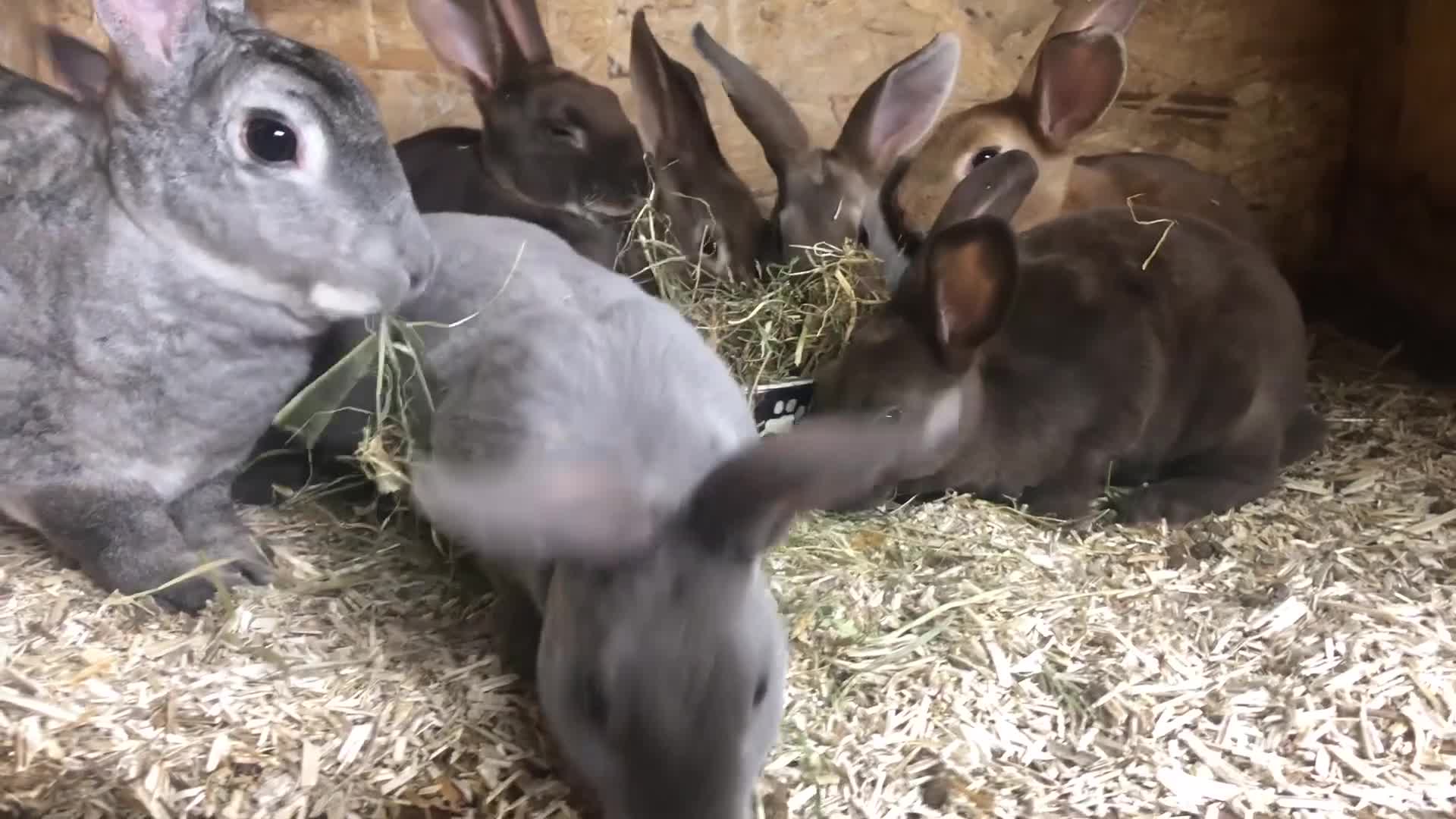 Rex rabbits for sale: Pure breed velvet mini and standard Rex rabbits - Video 1