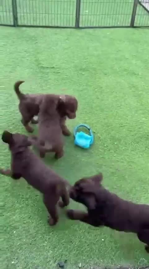 Labradoodle dogs for sale: Stunning Labradoodle Puppies  - Video 1