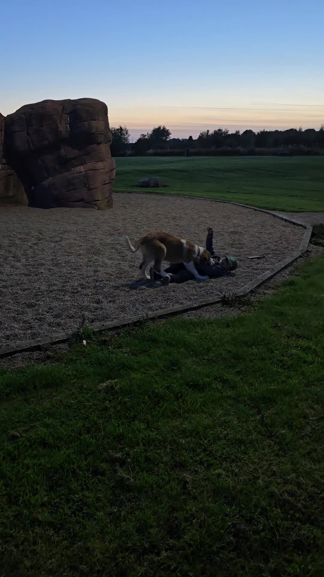 Saint Bernard dogs for sale: KC registered Female Saint Bernard puppy - Video 1