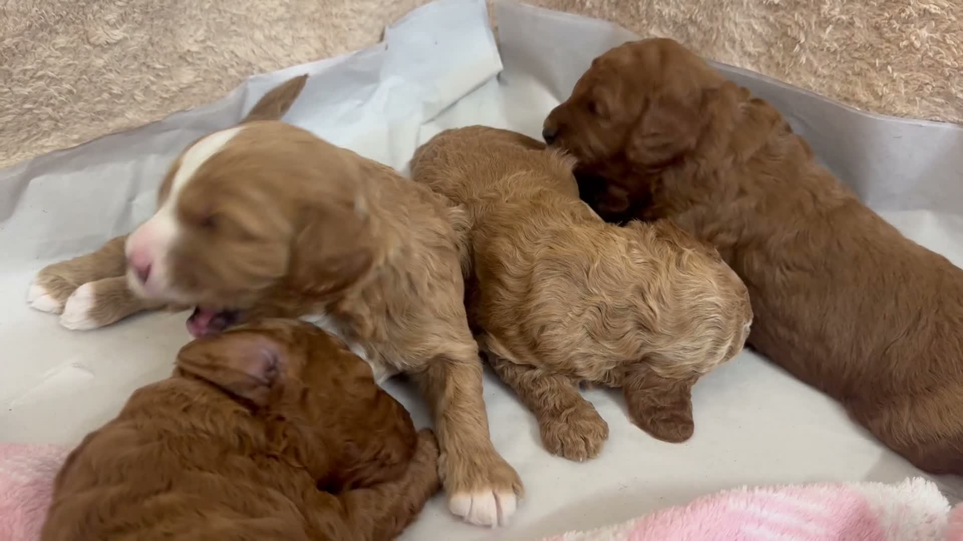 Cavapoo dogs for sale: Beautiful, health tested F1b Cavapoo Puppies - Video 2