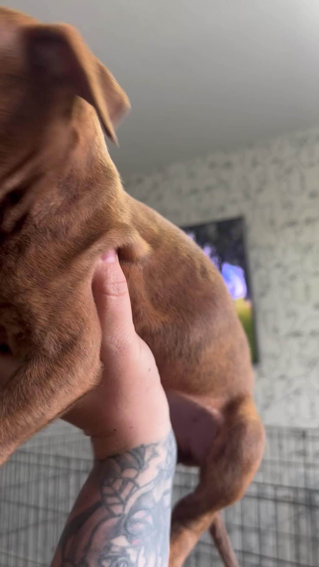 Mixed Breed dogs for sale: Beautiful pups looking for homes - Video 1
