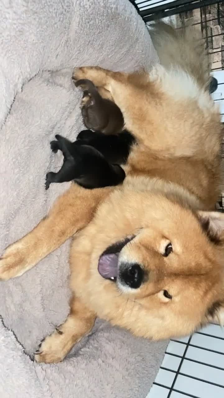 Mixed Breed dogs for sale: Chowbull pups for sale - Video 1
