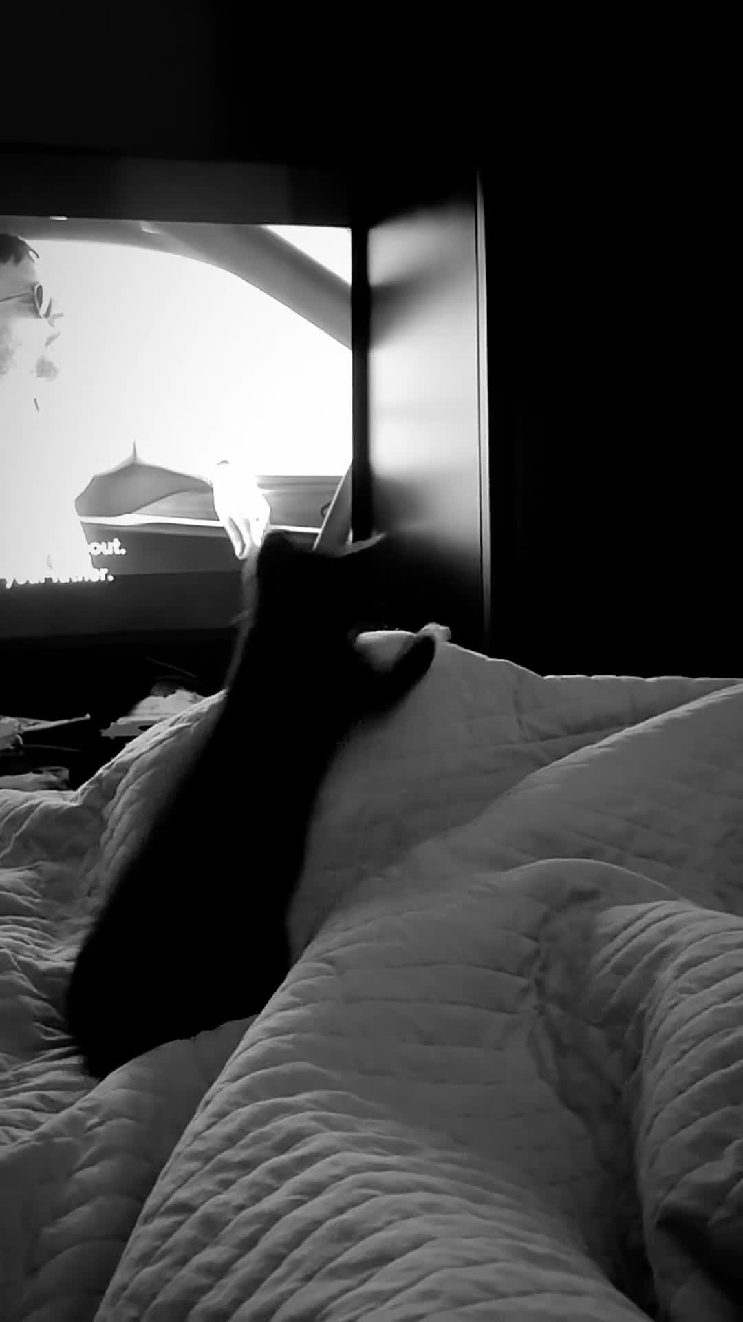 Mixed Breed cats for sale: Tuxedo male kitten  - Video 1