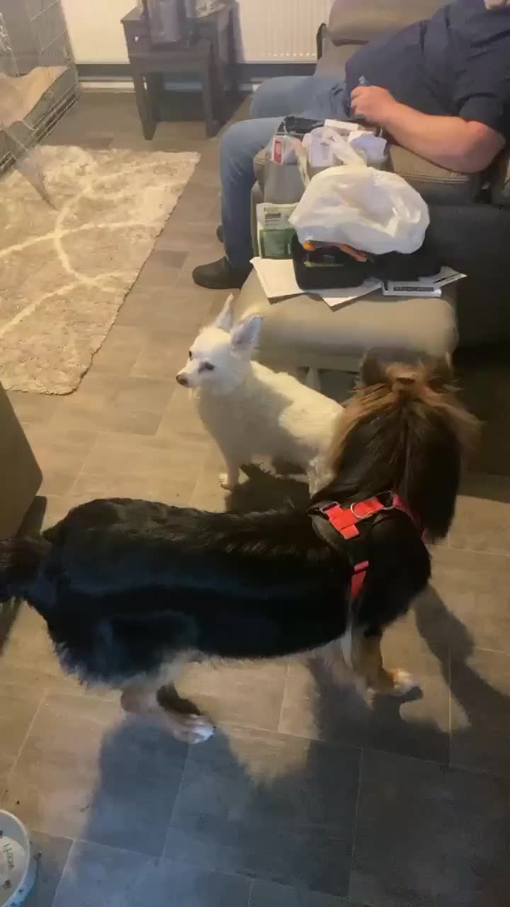 Mixed Breed dogs for sale: German Shepherd cross Rough Collie for a good home in Bridgend - Video 1