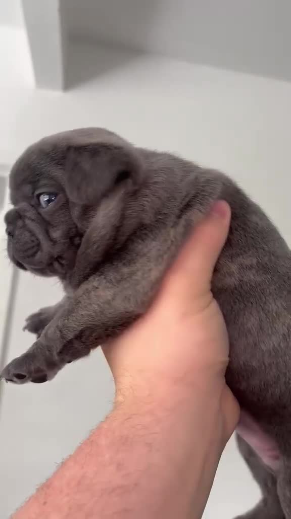 French Bulldog dogs for sale: Blue French bulldog  - Video 1