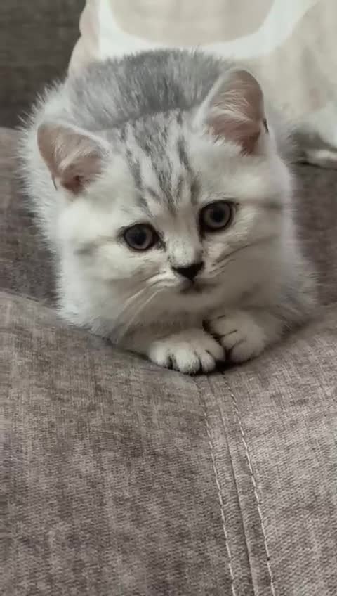 British Shorthair cats for sale: TICA Reg.BSH Black Silver Spotted Tabby kittens - Video 3