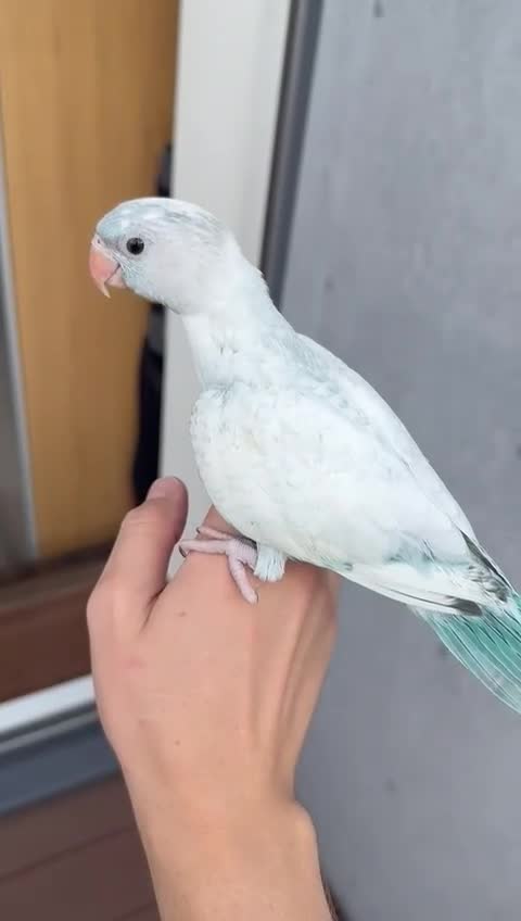 Parakeets birds for sale: Rare BabyBlue Pied Indian Ringneck Hand-Reared&DNA - Video 1