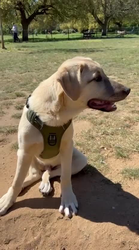 Anatolian Shepherd dogs for adoption: Teddy – 7 Months Old-Perfect with Kids, Dogs, Cats - Video 2