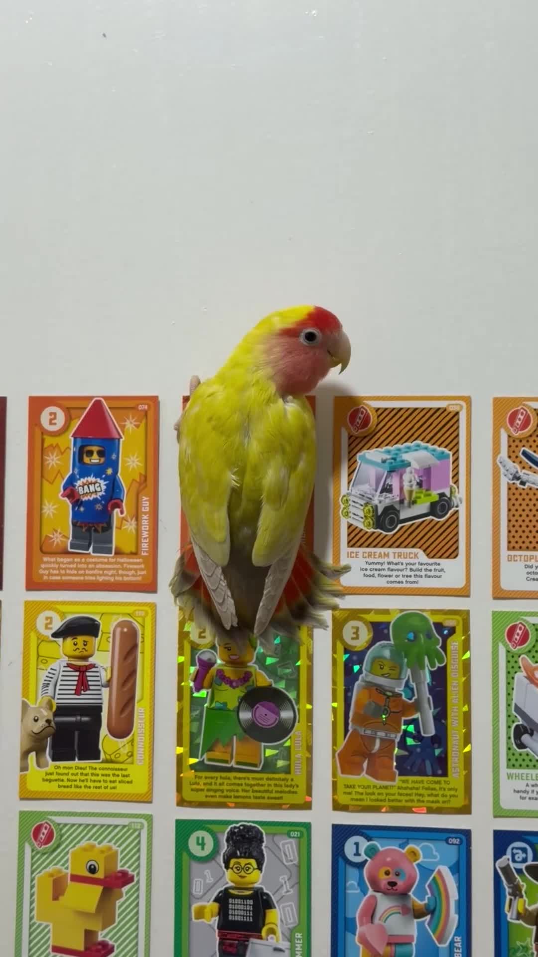 Lovebirds birds for sale: Pair of Peach-Faced Lovebirds – Mango & Pistachio - Video 4