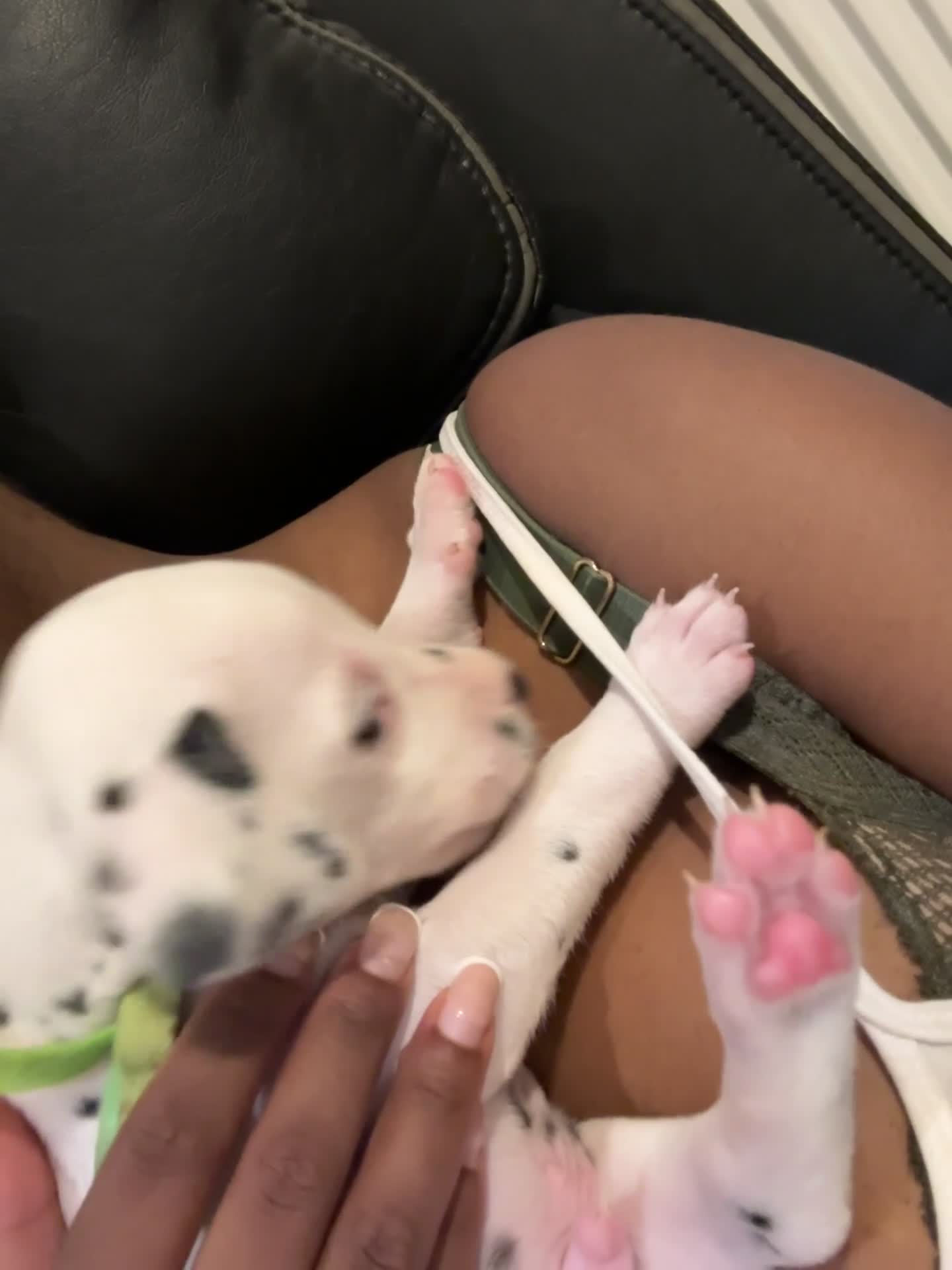 Dalmatian dogs for sale: 🐾 Stunning KC Pedigree Dalmatian Puppies 🐾 - Video 3