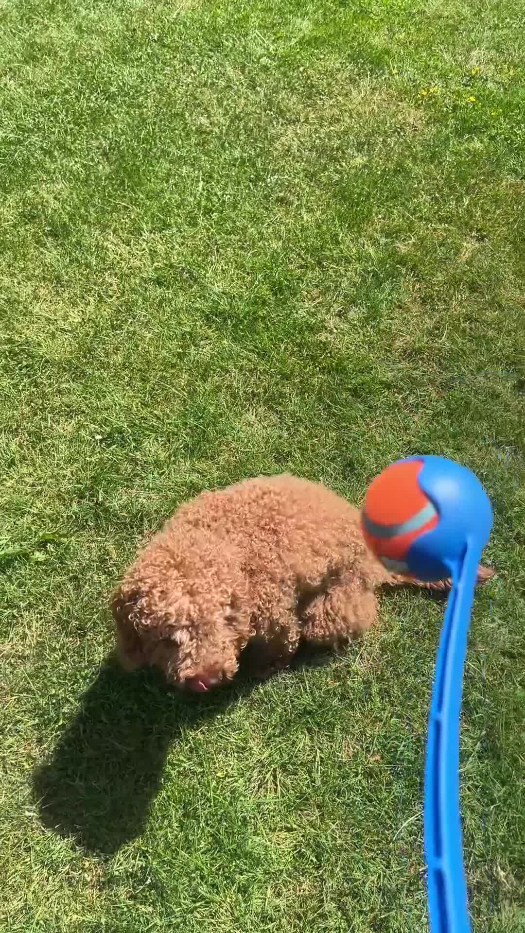Cockapoo dogs for sale: Red Cockapoo, 19mo, Vaccinated + Full Bundle - Video 1