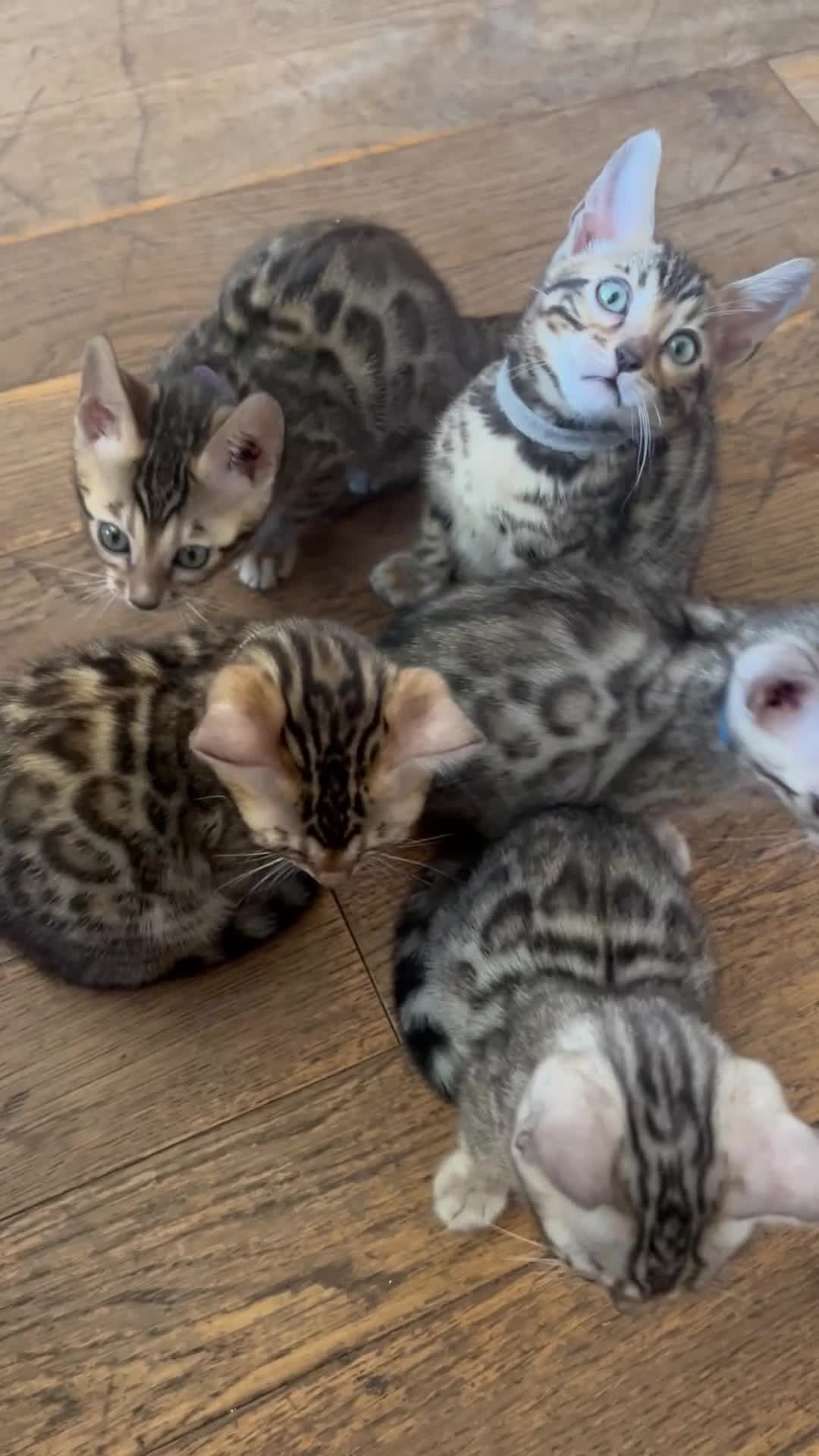 Bengal cats for sale: 5 Stunning Bengal girls ready for their new homes - Video 2