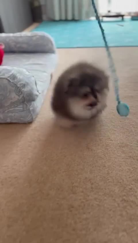 Pomeranian dogs for sale: Luxurious Tiny Pomeranian Puppies - Video 3
