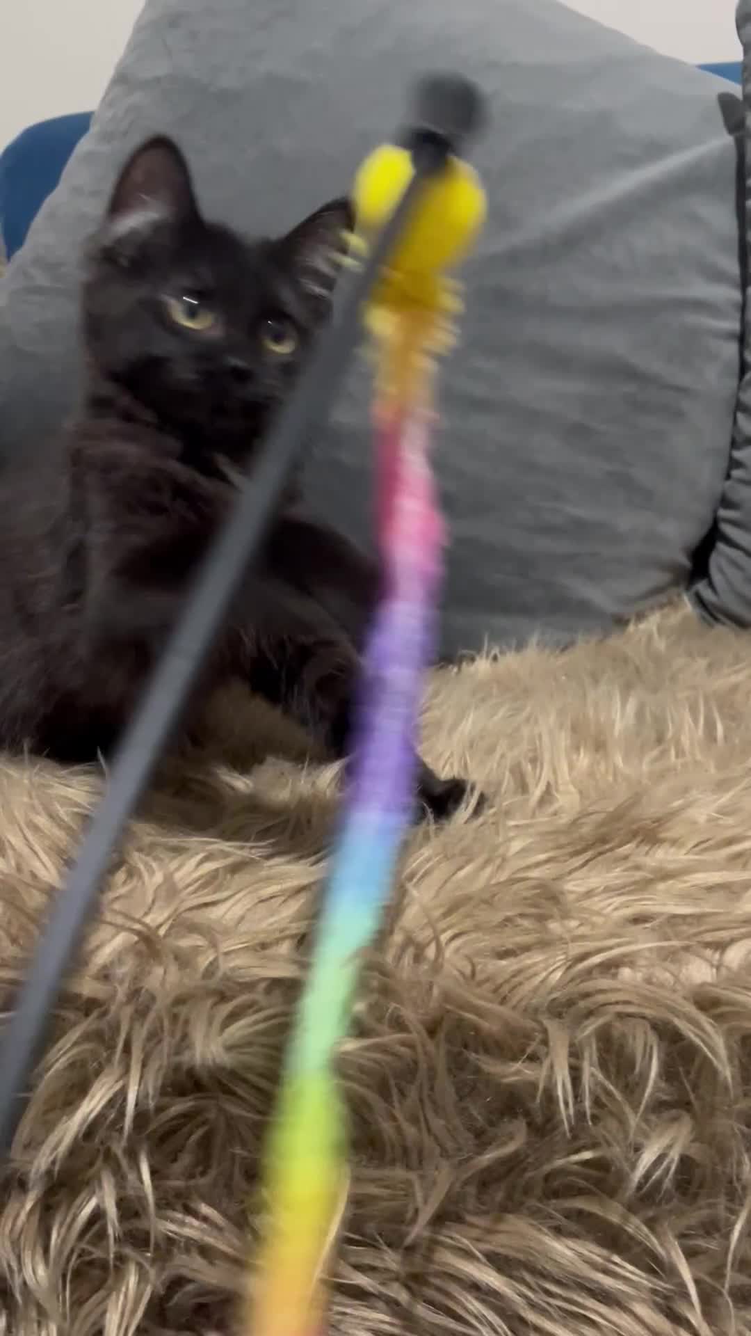 Bombay cats for sale: Only 1 beautiful kitten left 🌹☺️ - Video 1