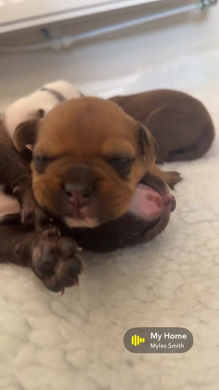 Mixed Breed dogs for sale: A* bulldog puppies 🐶 - Video 1