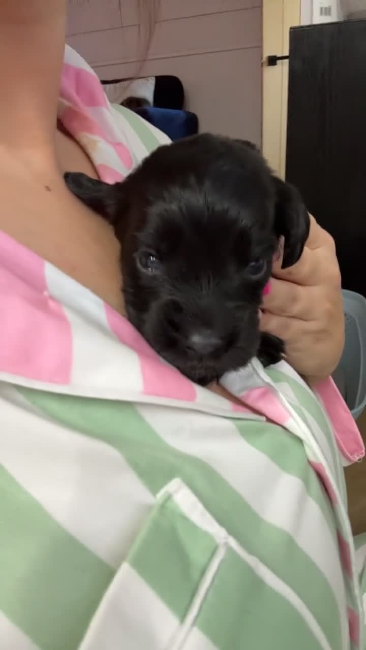 Cocker Spaniel dogs for sale: Working cocker spaniel pups - Video 3