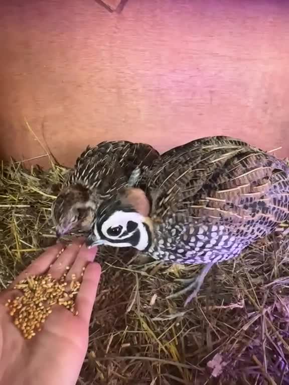 Quail poultry for sale: Montezuma quail mearns quail pre order  - Video 1