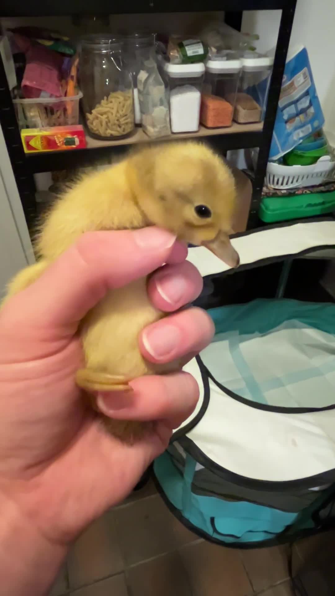 Ducks poultry for sale: Unsexed Welsh Harlequin Ducklings - Video 1