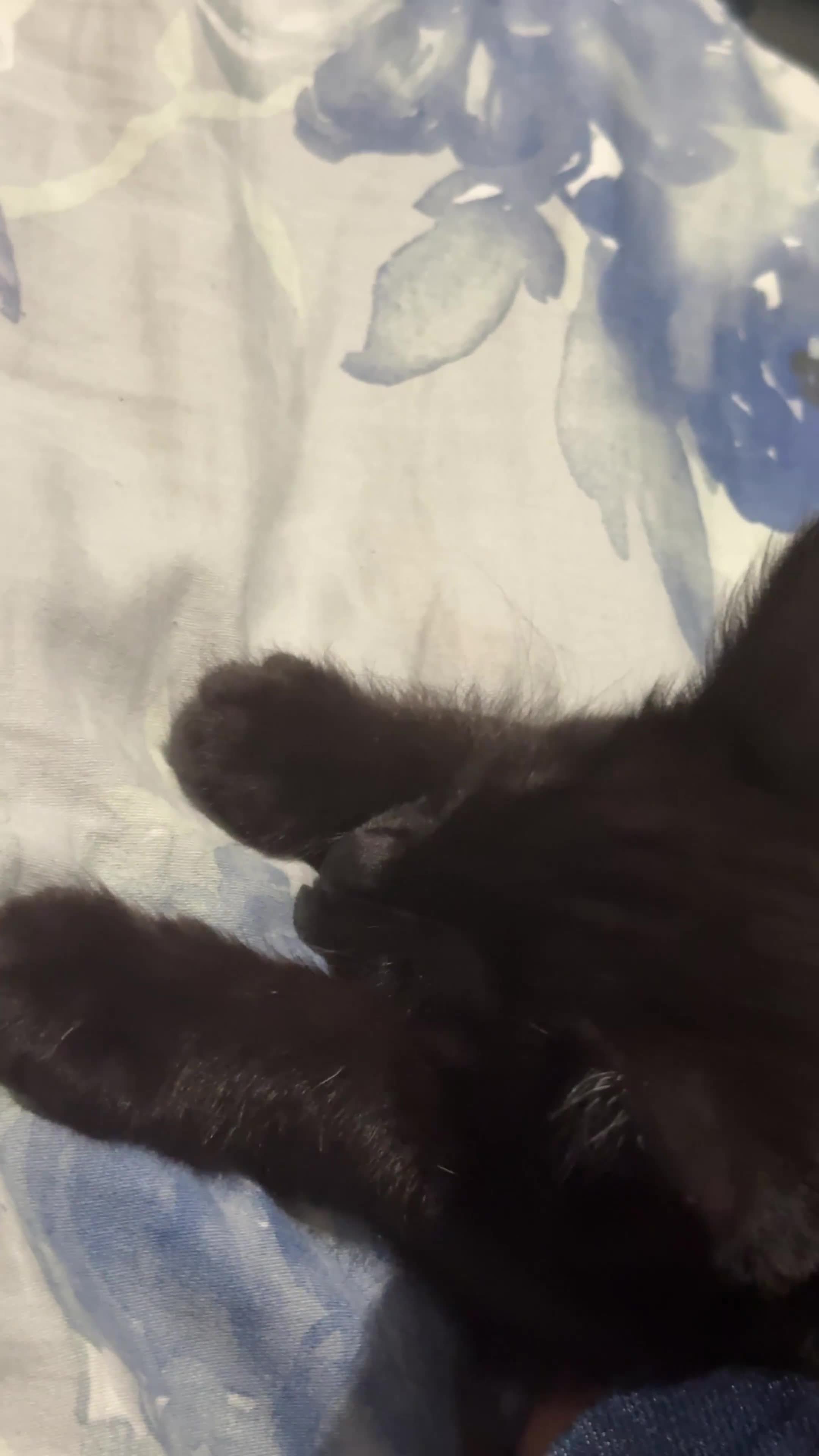 Ojos Azules cats for sale: 8 week kitten in Salford - Video 3