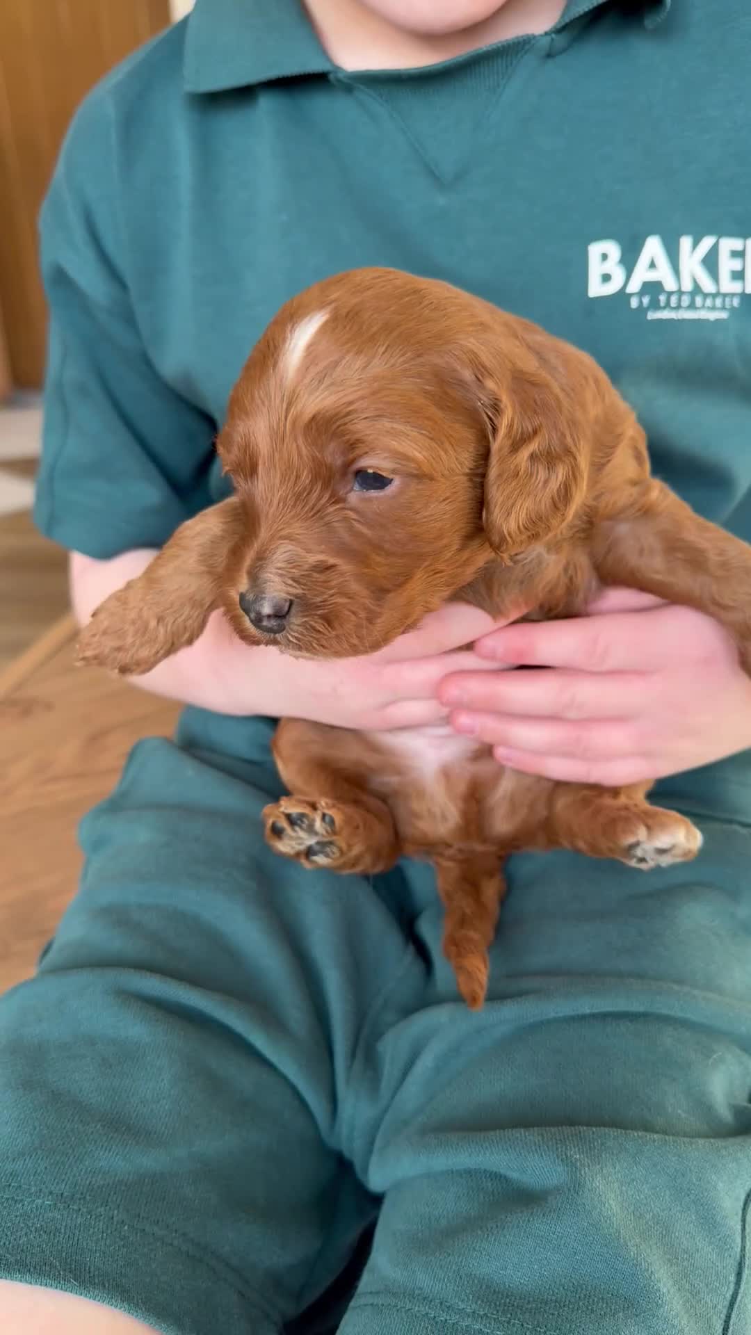 Cockapoo dogs for sale: 🌸🌸Extensively health tested F1 Cockapoo’s🌸🌸 - Video 2