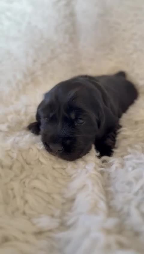 Cocker Spaniel dogs for sale: Trained, Fully Health Tested KC Reg Showline in Wrexham - Video 5