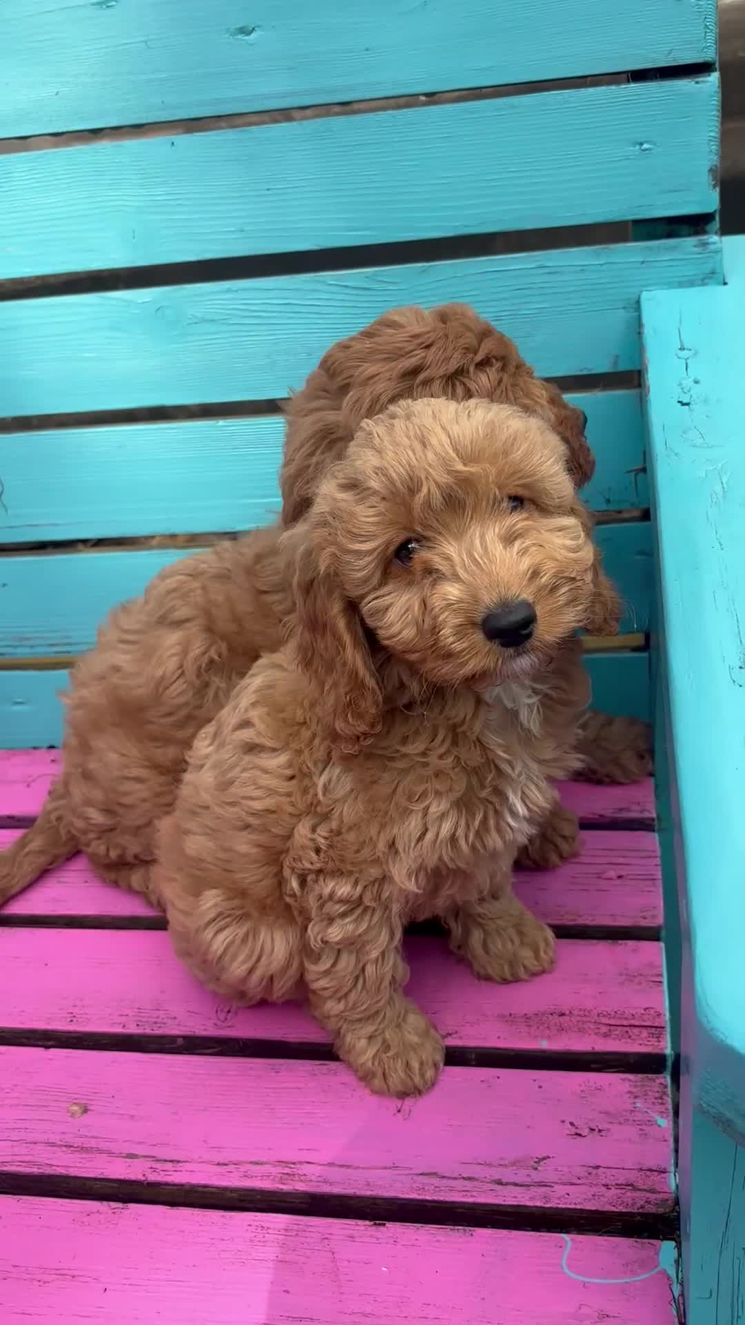 Cockapoo dogs for sale: Gorgeous litter of cockapoo puppies for sale  - Video 2