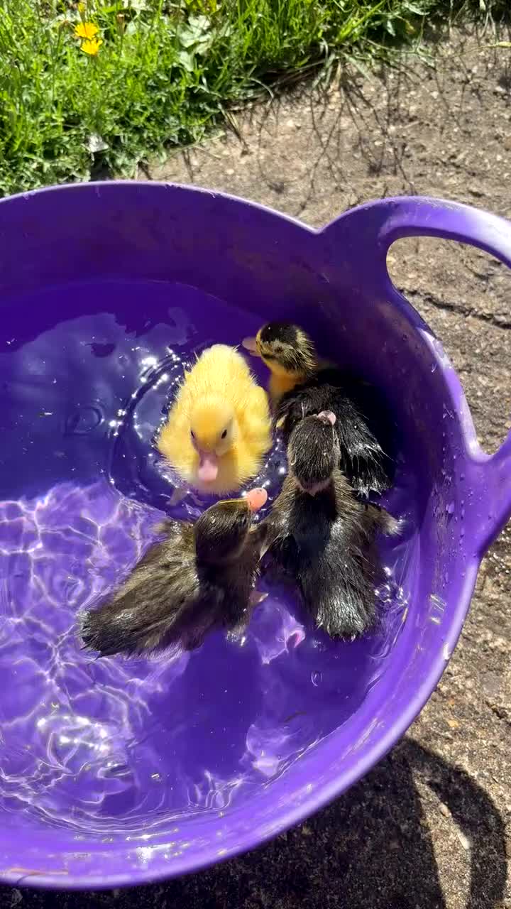 Ducks poultry for sale: Indian runner chicks for sale  in Alcester - Video 2