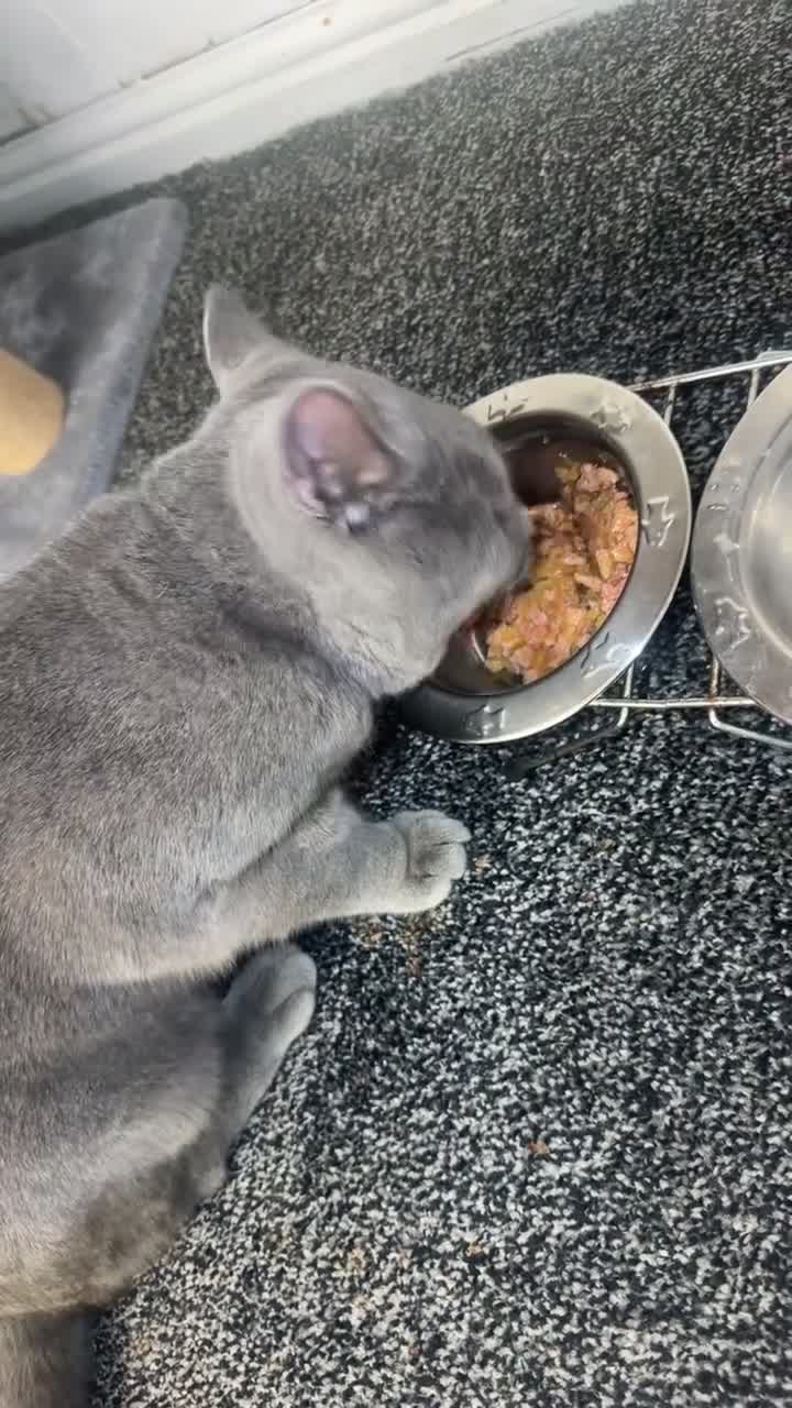 British Shorthair cats for sale: Beautiful British Shorthair Male - Video 1