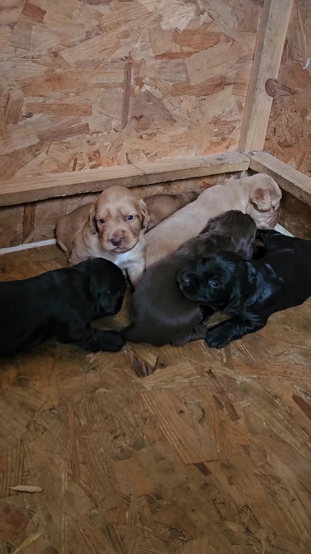 Cocker Spaniel dogs for sale: KC Cocker Spaniel-Black and Golden Boys Available in Settle - Video 5