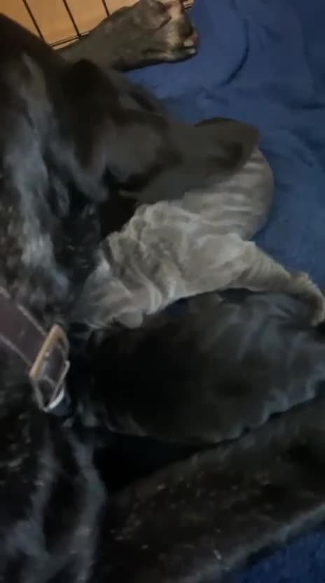 Cane Corso dogs for sale: Cane Corso Puppies - Irish Kennel Club Registered  - Video 1