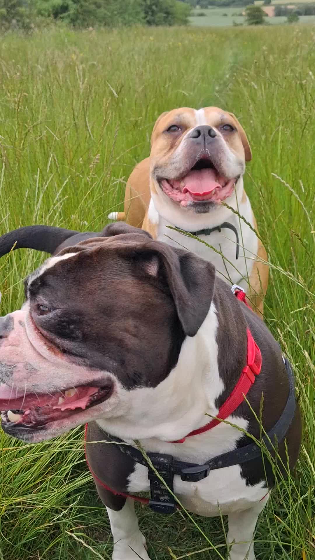 Alapaha Blue Blood Bulldog dogs for sale: Alapaha bulldog in need of forever loving home - Video 1