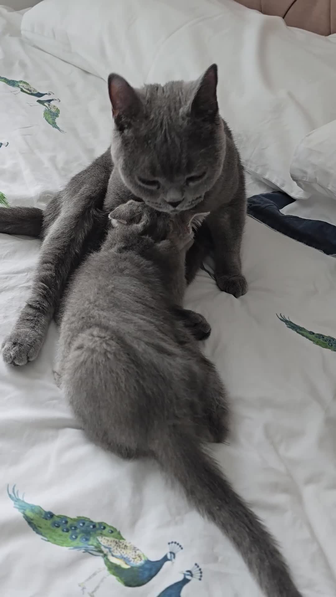 British Shorthair cats for sale: 2Kittens  british shorthair   - Video 2