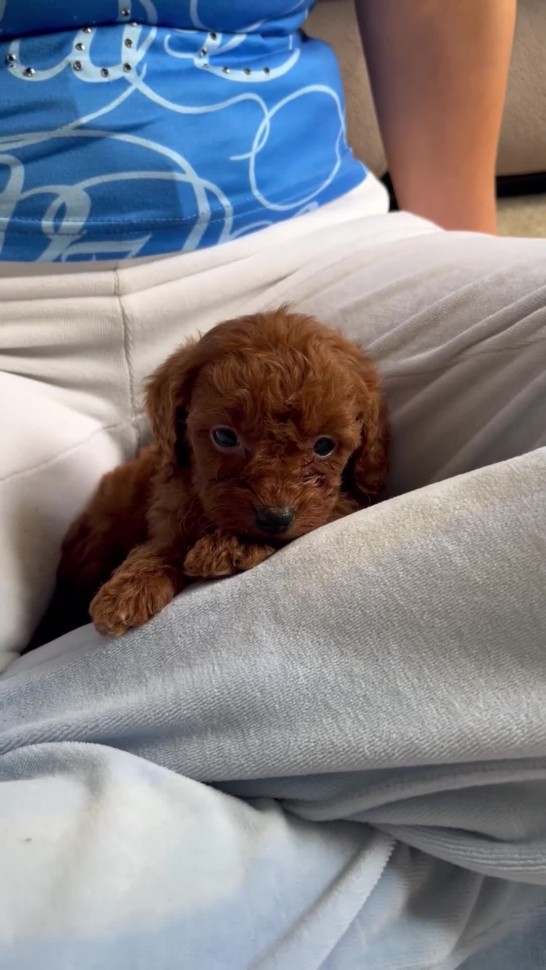 Cavapoo dogs for sale: Red Cavapoo pups - Video 2