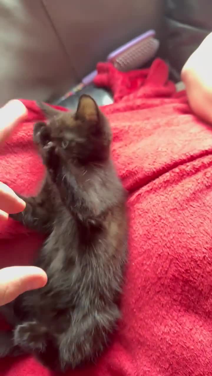 Mixed Breed cats for sale: tuxedo ghost tabby kittens - Video 1