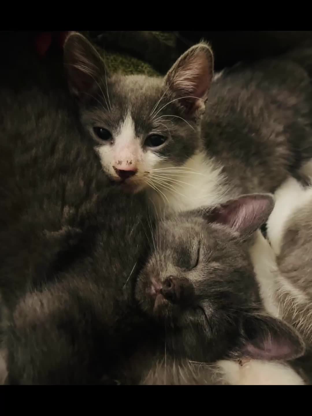 Domestic Shorthair cats for sale: Beautiful kittens  - Video 1