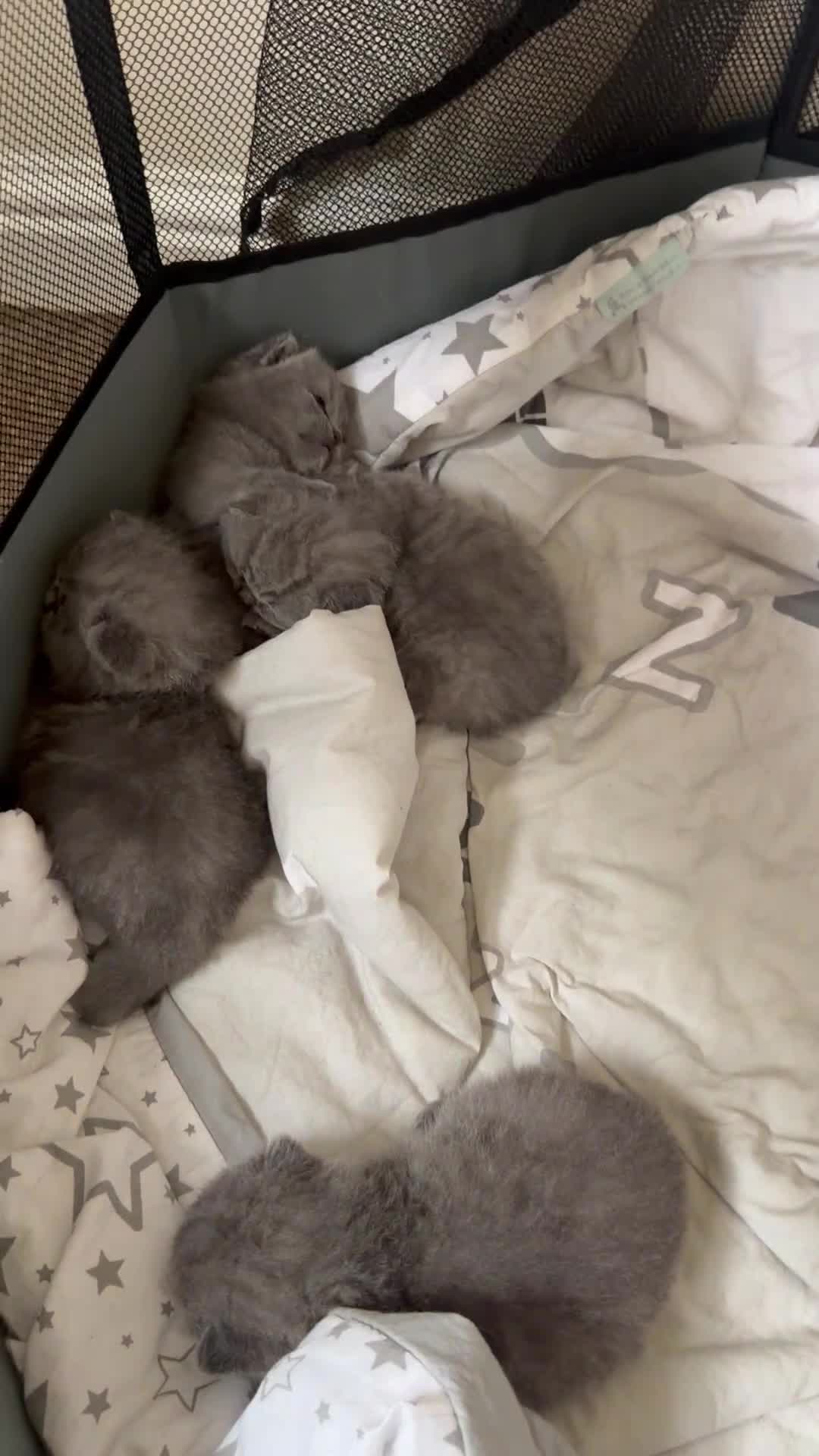 British Shorthair cats for sale: Full Pedigree British Blue Shorthair Kittens in Sutton-in-Ashfield - Video 1