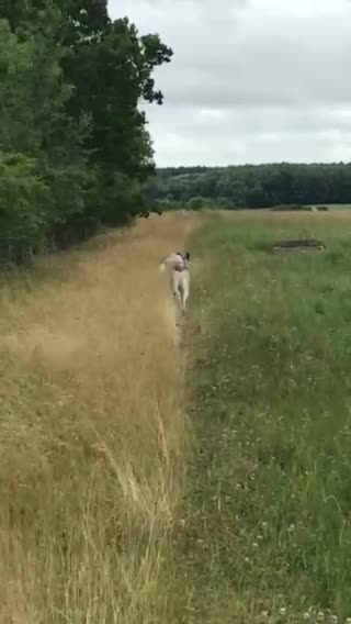 Siberian Husky dogs for stud: For stud only (quality proven stud ) in Wakefield - Video 2