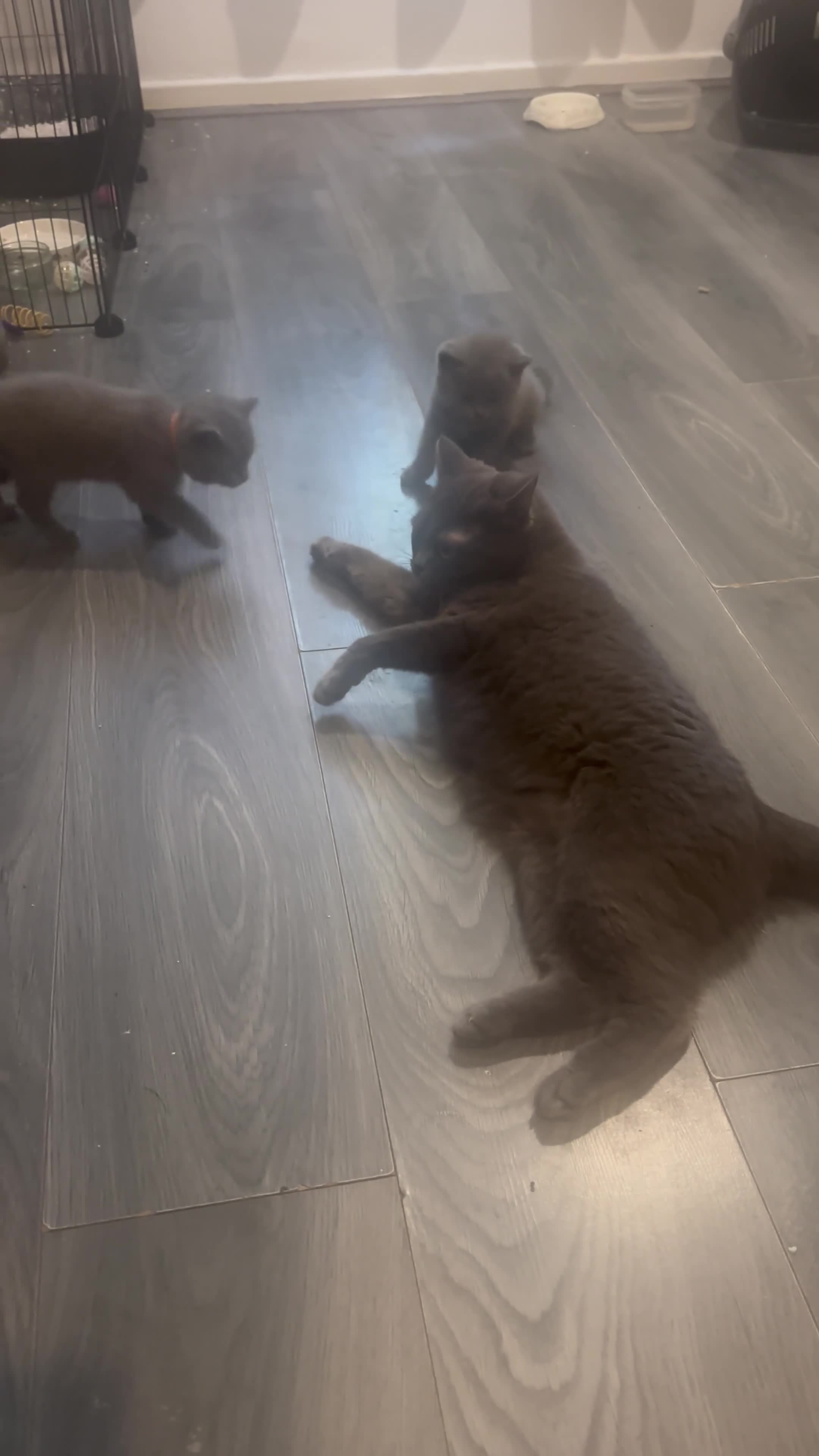 British Shorthair cats for sale: British Shorthair Male Kitten for Sale 🐾 - Video 1